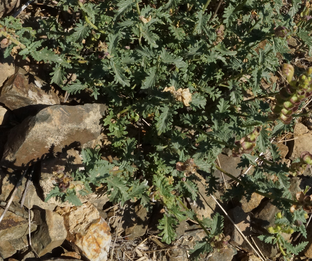 Image of Scutellaria alberti specimen.