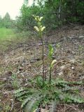 Pedicularis sceptrum-carolinum. Цветущее растение. Архангельская обл., Вельский р-н, луговина. 08.07.2011.