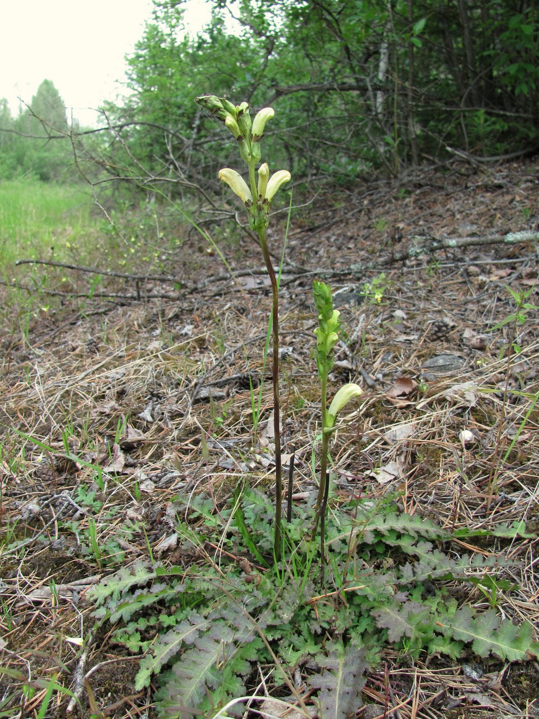 Изображение особи Pedicularis sceptrum-carolinum.