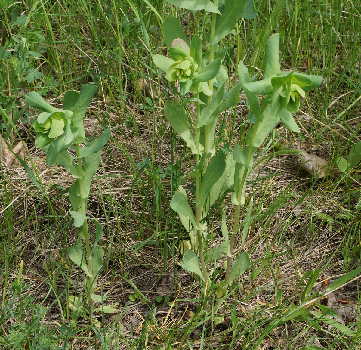 Изображение особи Cerinthe minor.