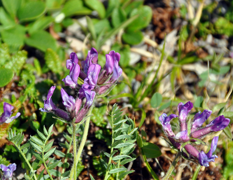 Image of Oxytropis kusnetzovii specimen.