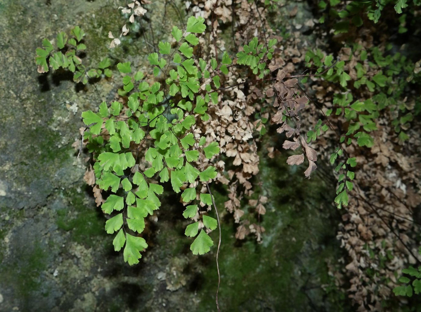 Изображение особи Adiantum capillus-veneris.