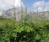 Aconitum orientale. Цветущие растения. Адыгея, Кавказский биосферный заповедник, гора Гузерипль, субальпийский луг на промежуточной вершине горы, ≈ 2150 м н.у.м. 26.07.2015.