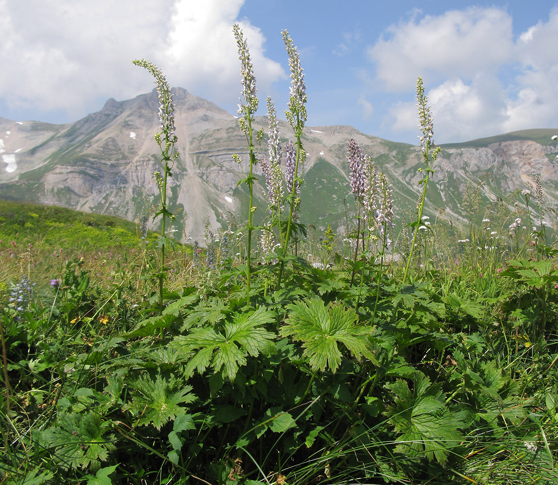 Изображение особи Aconitum orientale.