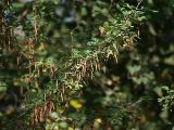 Caragana arborescens. Ветвь со зрелыми плодами. Санкт-Петербург. 12.09.2009.г.