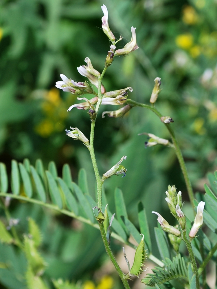 Изображение особи Astragalus schmalhausenii.