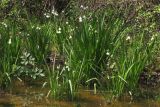 Leucojum aestivum