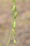 Goldbachia pendula. Часть побега с недозрелыми плодами. Казахстан, Чу-Илийские горы, щебнистый склон горки. 07.05.2016.