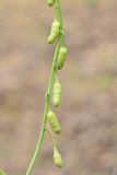 Goldbachia pendula