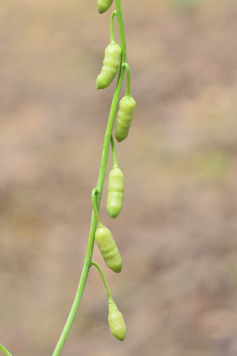 Изображение особи Goldbachia pendula.