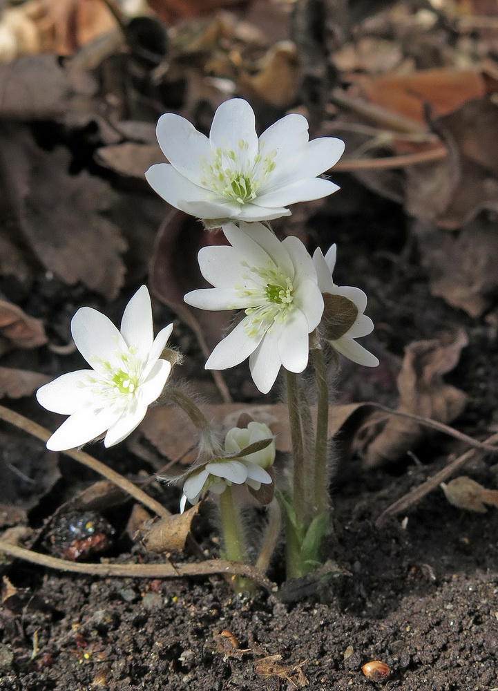 Image of Hepatica asiatica specimen.