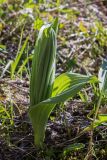 Veratrum lobelianum
