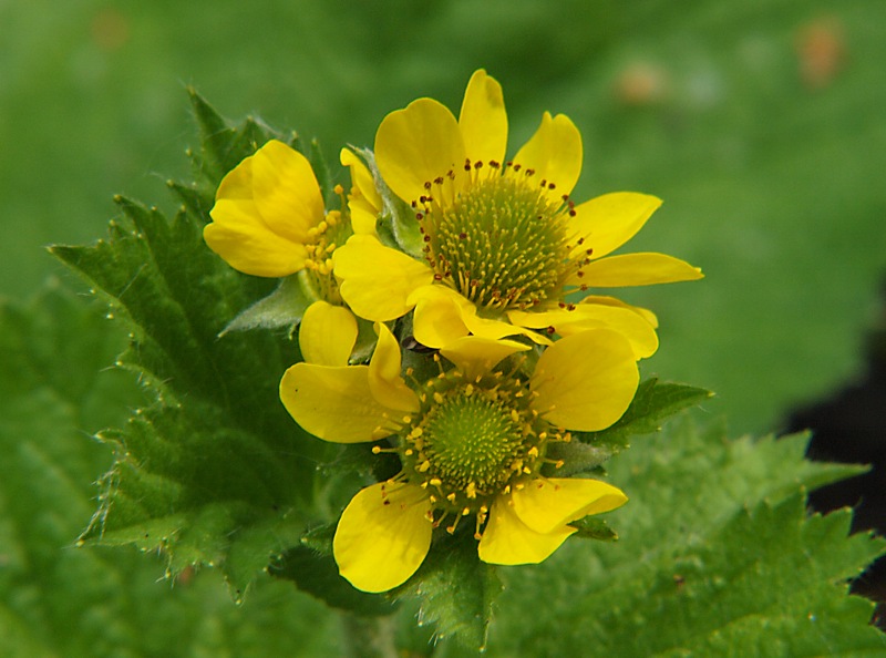 Image of Geum macrophyllum specimen.