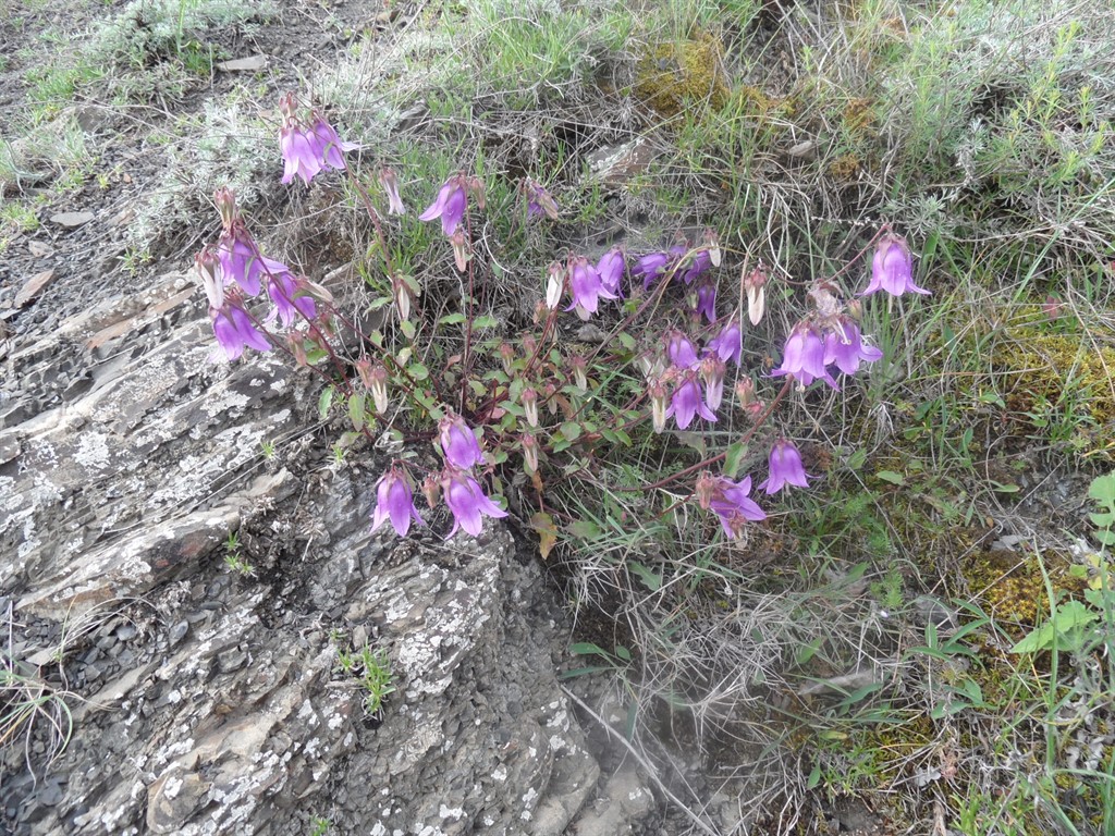 Изображение особи род Campanula.
