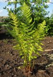 Dryopteris filix-mas. Спороносящее растение. Татарстан, г. Бавлы, огород. 29.05.2016.