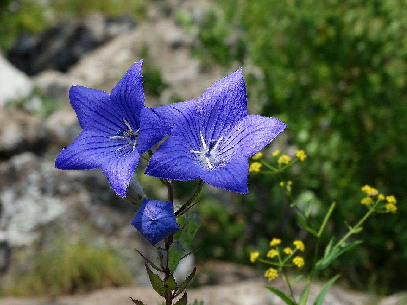 Изображение особи Platycodon grandiflorus.