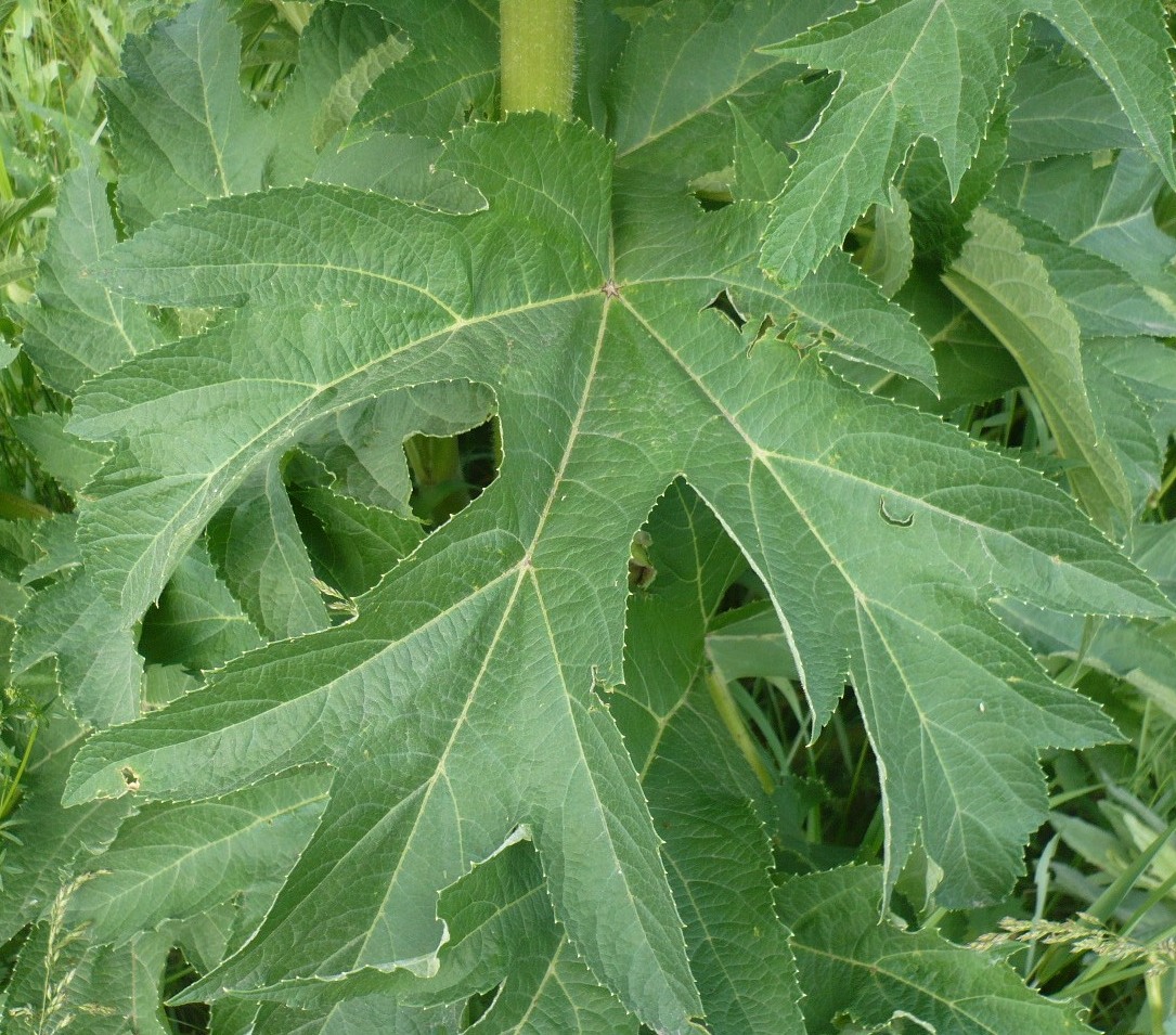 Изображение особи Heracleum dissectum.