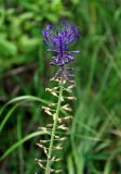 Leopoldia comosa. Соцветие. Крым, Бахчисарайский р-н, пещерный г. Эски-Кермен, опушка лиственного леса. 07.06.2016.