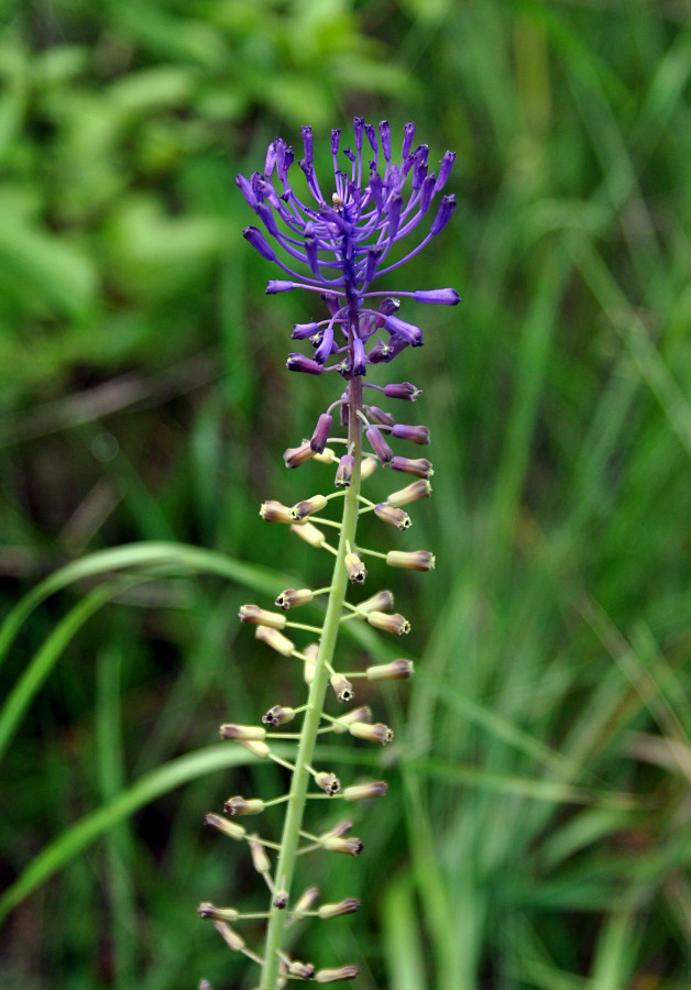 Image of Leopoldia comosa specimen.