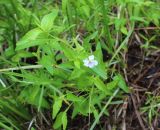 Viola stagnina