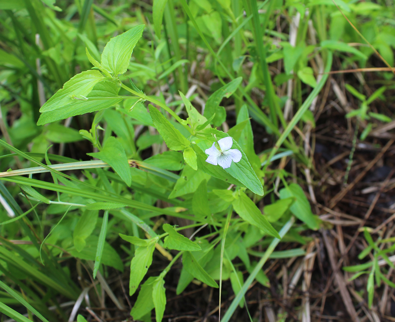 Image of Viola stagnina specimen.