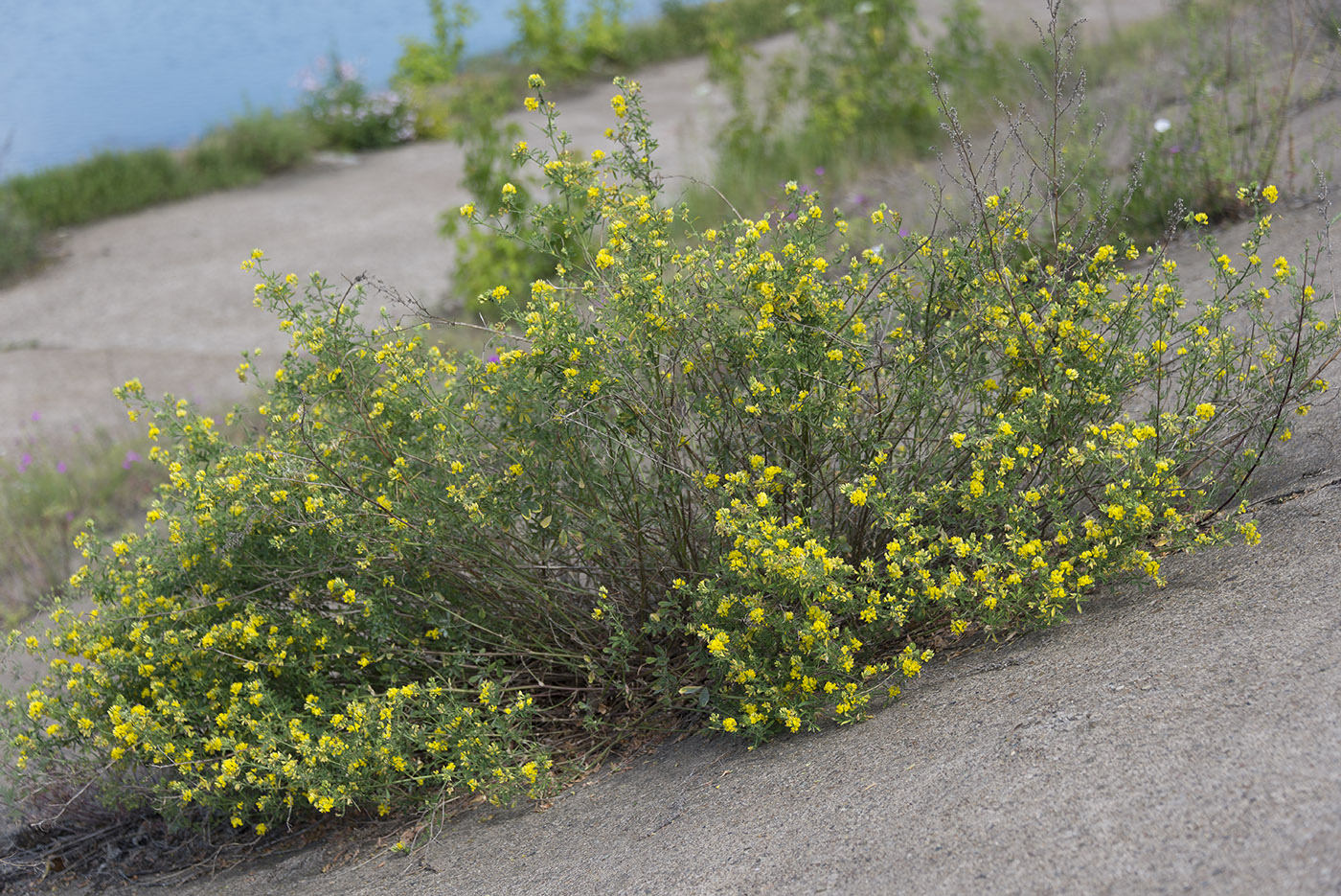 Изображение особи Medicago falcata.