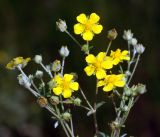 Potentilla argentea. Верхушки побегов с бутонами и цветками. Владимирская обл., Ковровский р-н, окр. дер. Митино, поле. 02.07.2016.