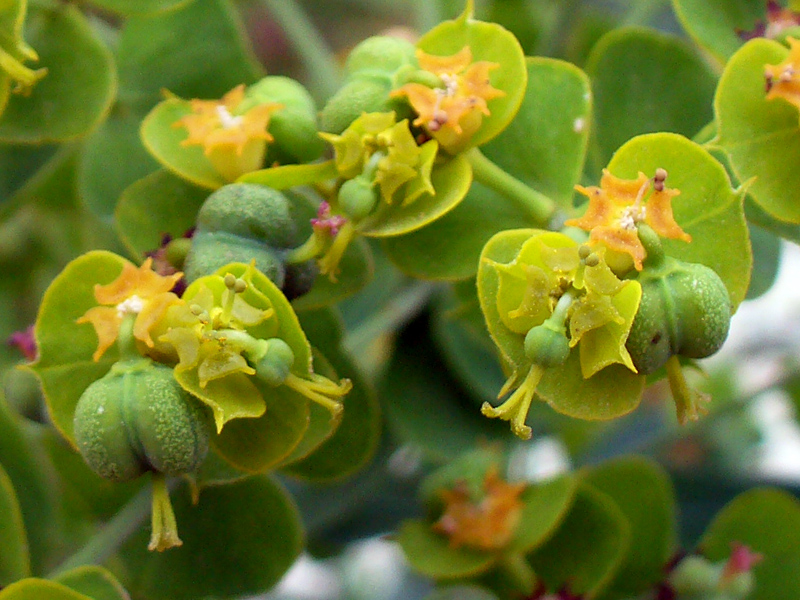 Изображение особи Euphorbia esula.