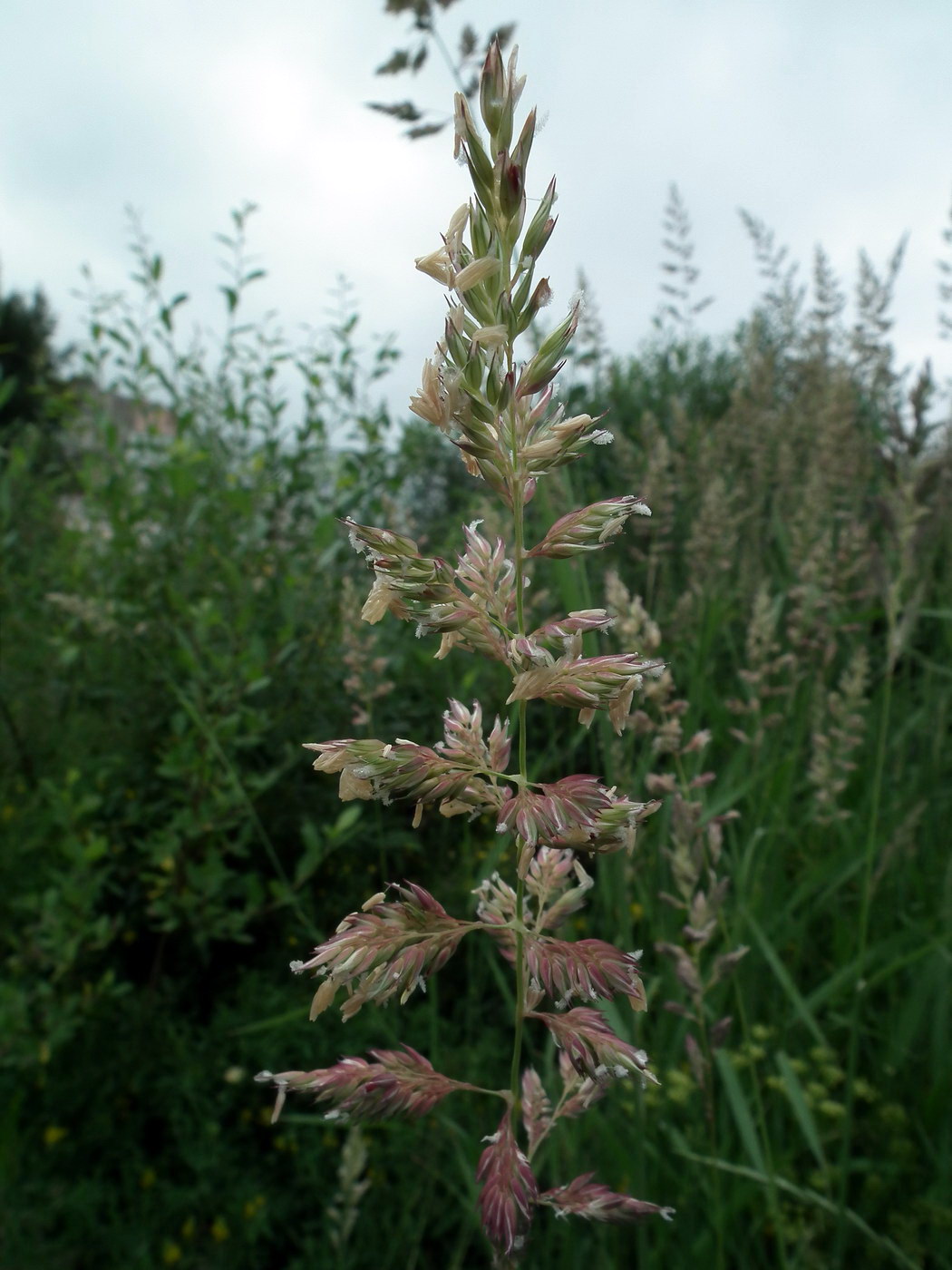 Изображение особи Phalaroides arundinacea.