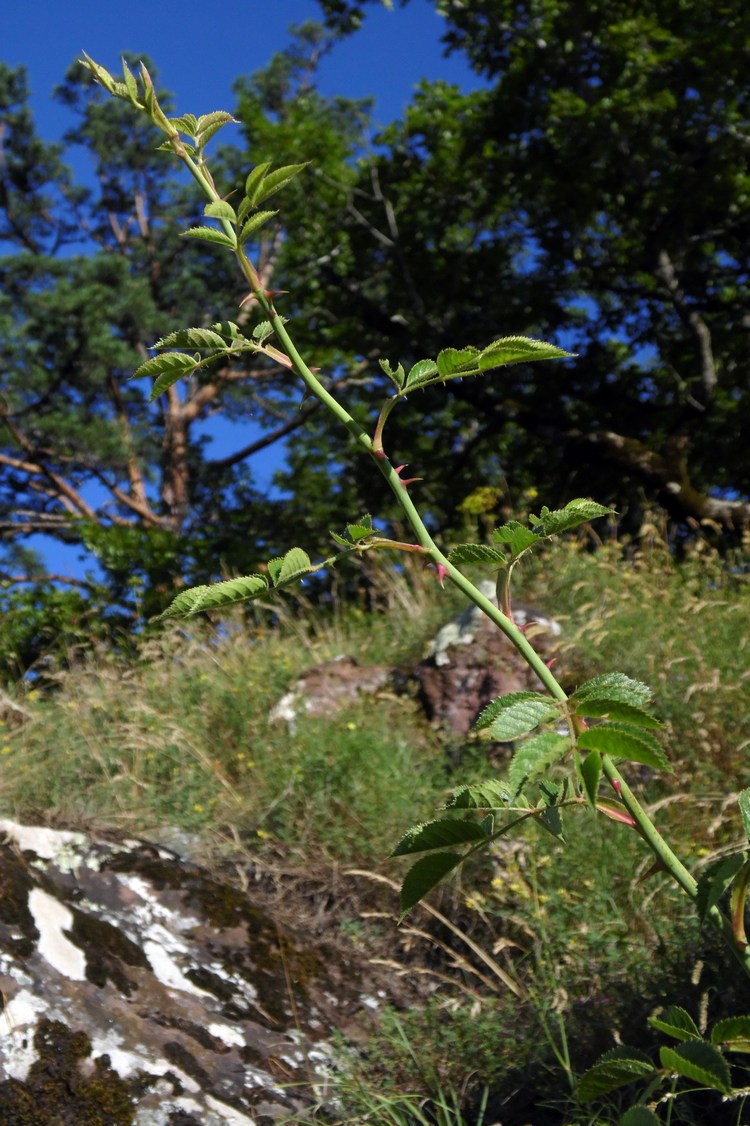 Image of Rosa cuspidata specimen.