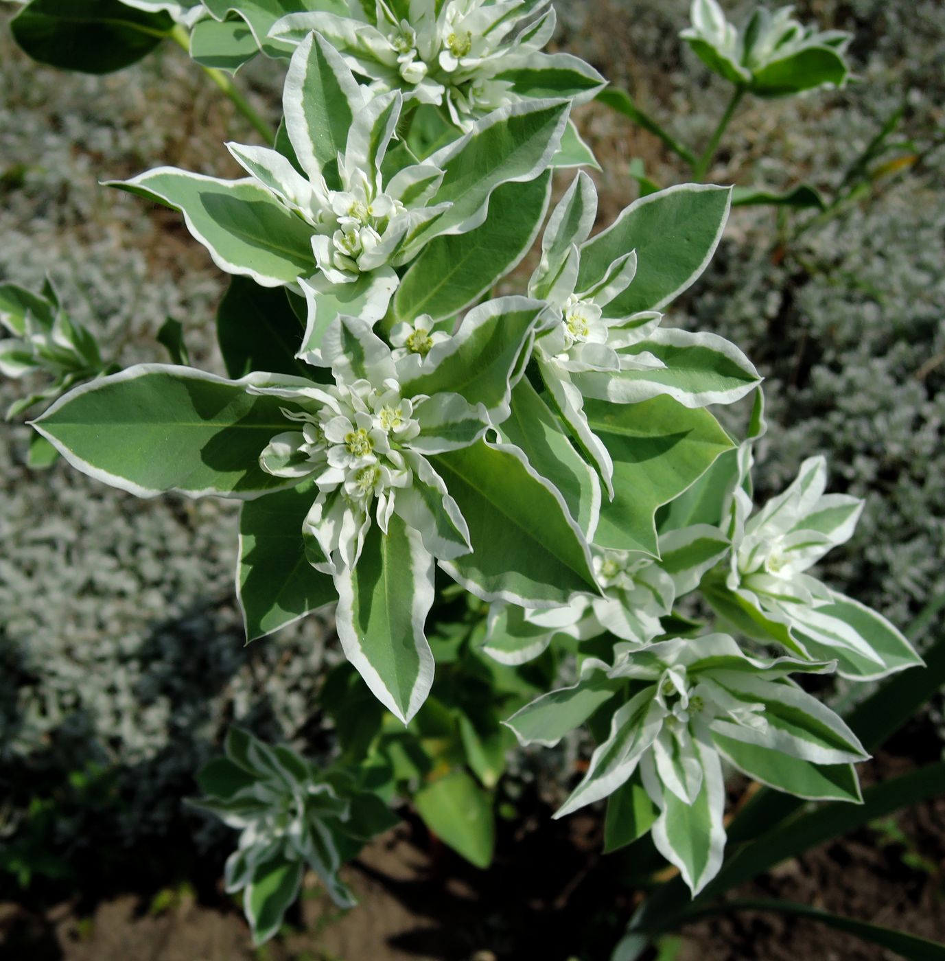 Изображение особи Euphorbia marginata.