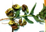 Aristolochia paecilantha
