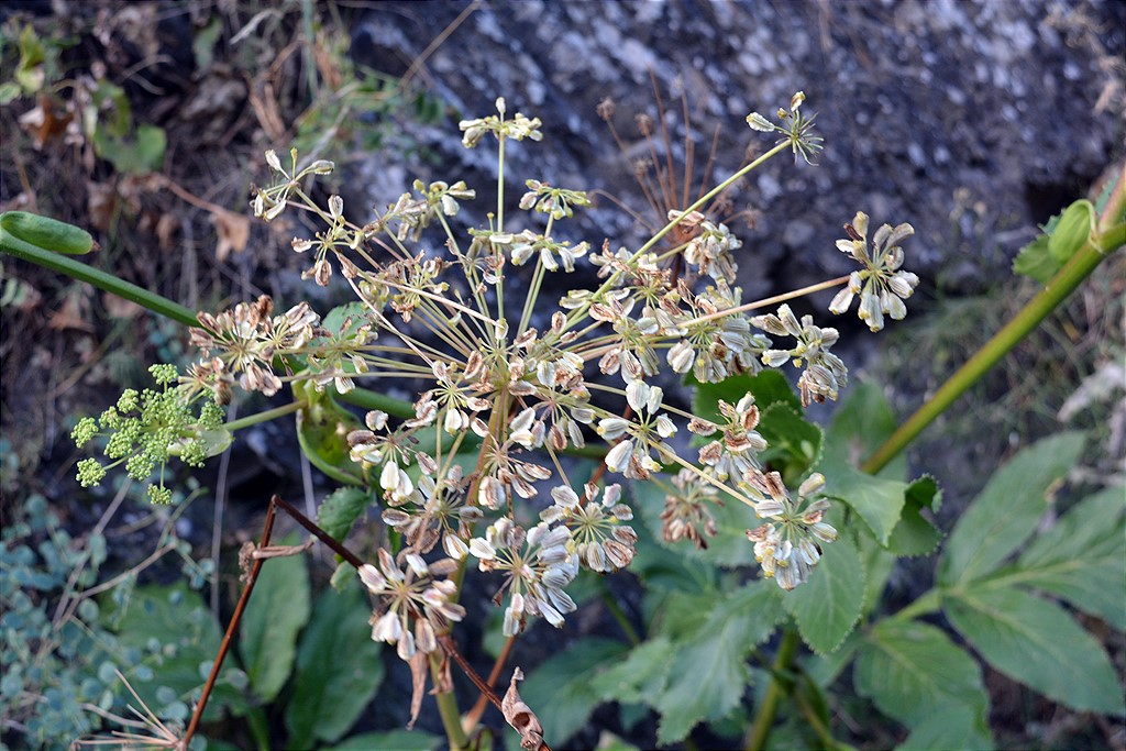 Image of Angelica sachokiana specimen.