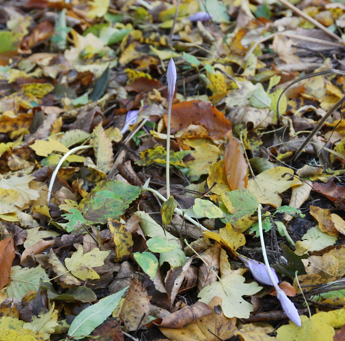 Image of Crocus speciosus specimen.