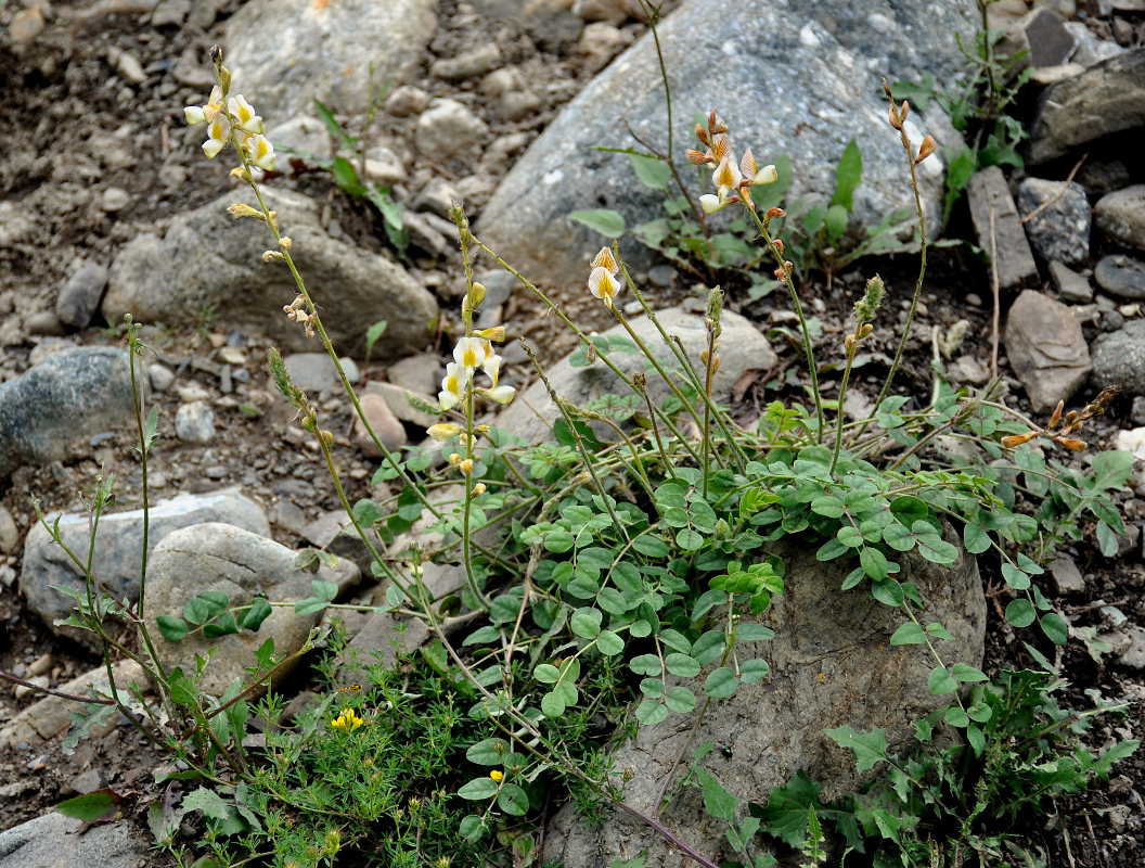 Image of Onobrychis vassilczenkoi specimen.