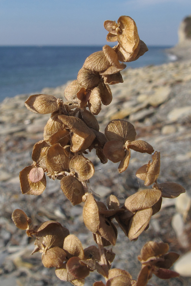 Изображение особи Atriplex aucheri.