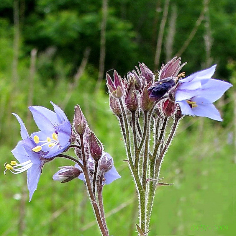 Image of Polemonium laxiflorum specimen.