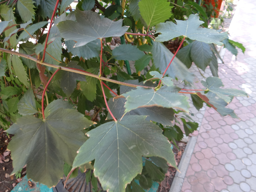 Image of Acer pseudoplatanus specimen.