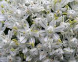 Allium cepa