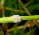 Bromus hordeaceus