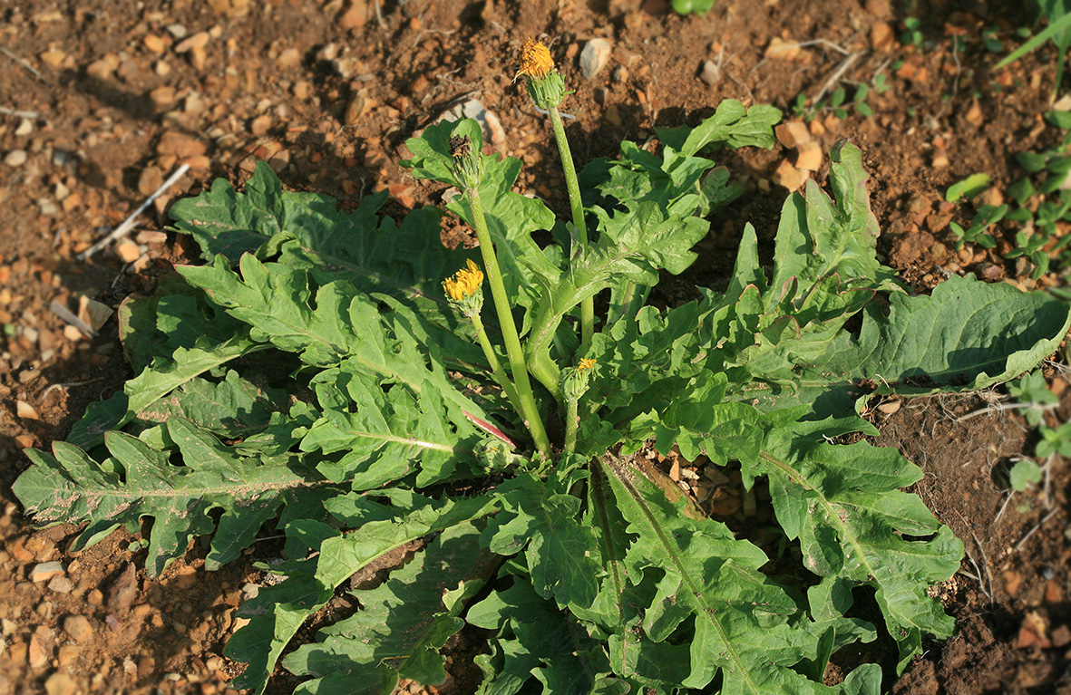 Image of genus Taraxacum specimen.