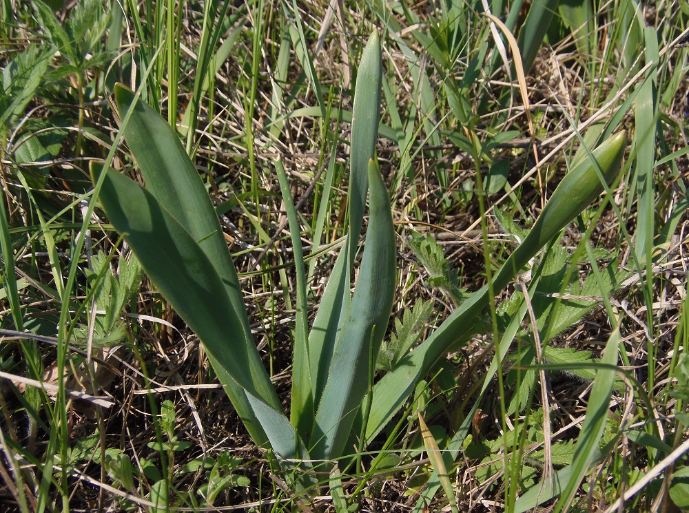 Image of Bellevalia sarmatica specimen.