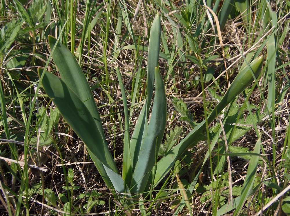 Image of Bellevalia sarmatica specimen.