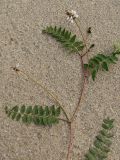 Astragalus alpinus