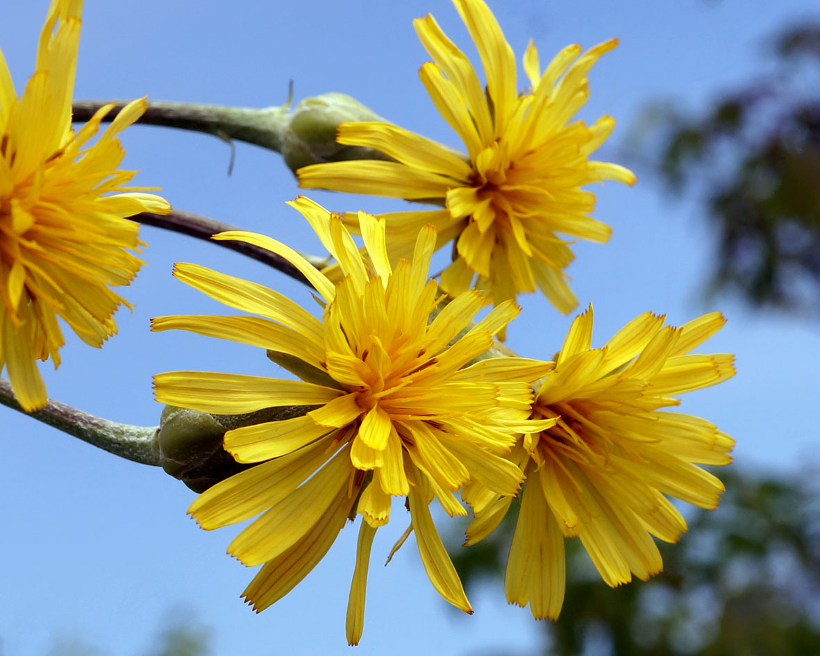 Image of Scorzonera albicaulis specimen.