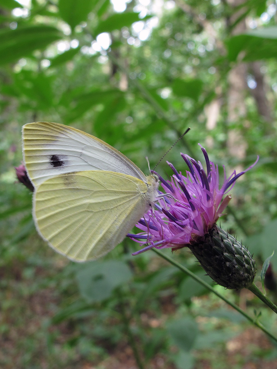 Image of Klasea quinquefolia specimen.