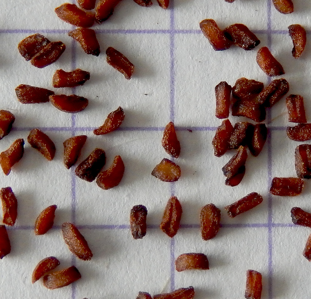 Image of Digitalis schischkinii specimen.