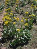Ligularia thomsonii