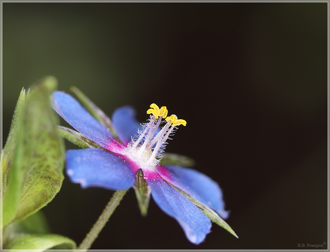 Изображение особи Anagallis foemina.