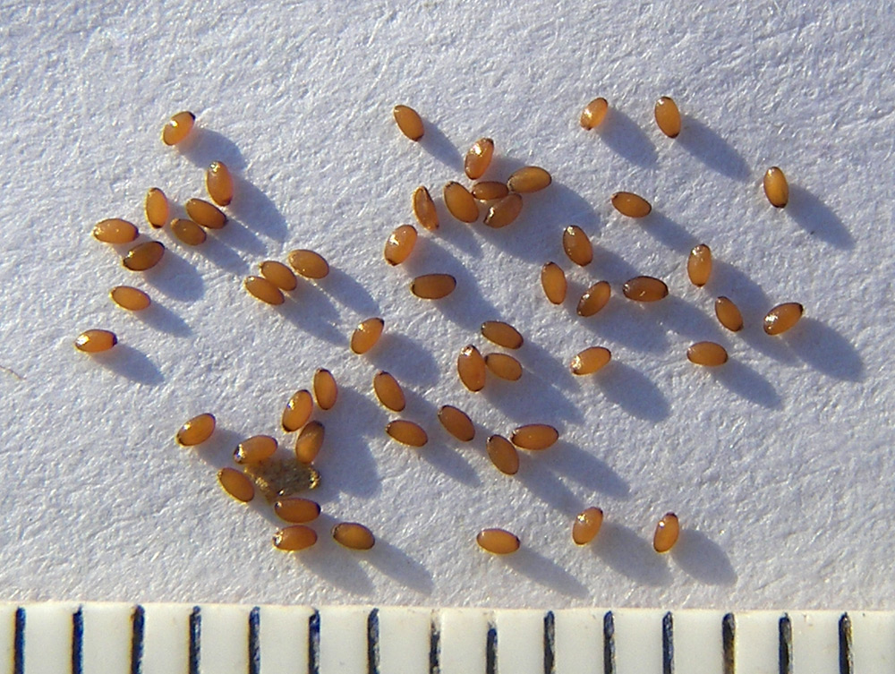 Image of Phyteuma spicatum ssp. coeruleum specimen.